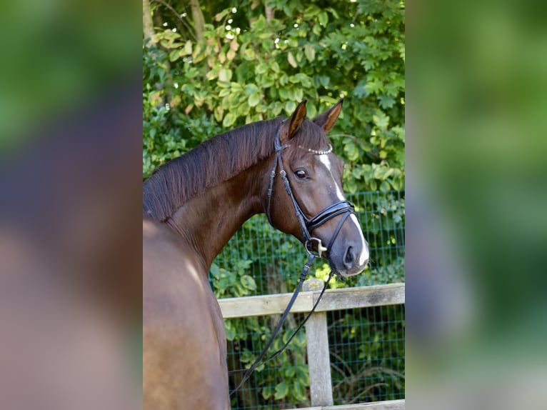 Oldenburgo Caballo castrado 4 años 174 cm Alazán-tostado in Lohne (Oldenburg)