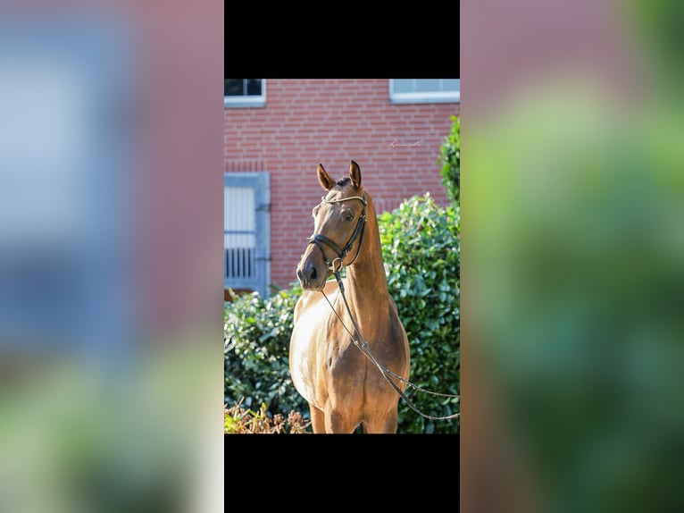 Oldenburgo Caballo castrado 4 años 174 cm Castaño in Steinbrink