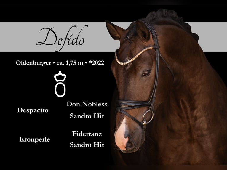 Oldenburgo Caballo castrado 4 años 174 cm Morcillo in Wehringen