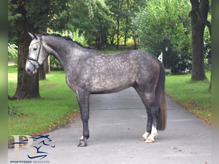 Oldenburgo Caballo castrado 4 años 174 cm Tordo in Borgholzhausen