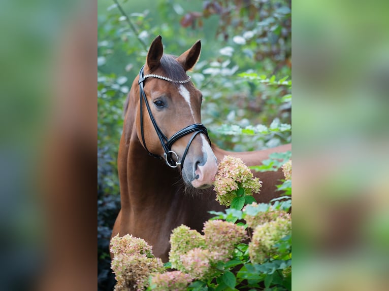 Oldenburgo Caballo castrado 4 años 175 cm Alazán-tostado in Ankum