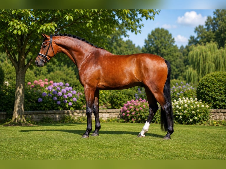 Oldenburgo Caballo castrado 4 años 175 cm Castaño in Dötlingen