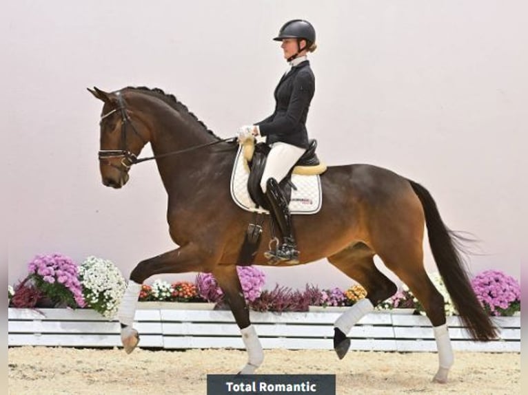 Oldenburgo Caballo castrado 4 años 176 cm Castaño in Vechta