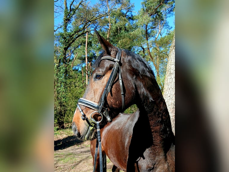 Oldenburgo Caballo castrado 4 años 176 cm Castaño oscuro in Barenburg