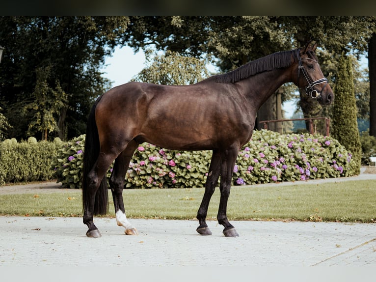 Oldenburgo Caballo castrado 4 años 176 cm Castaño oscuro in H&#xF6;rstel