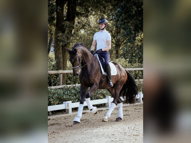 Oldenburgo Caballo castrado 4 años 176 cm Castaño oscuro in H&#xF6;rstel