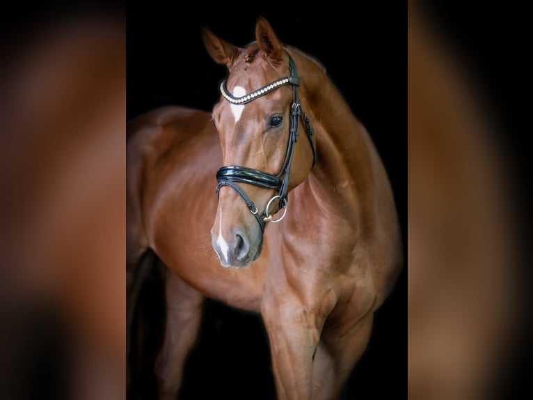 Oldenburgo Caballo castrado 4 años 177 cm Alazán in Hörstel
