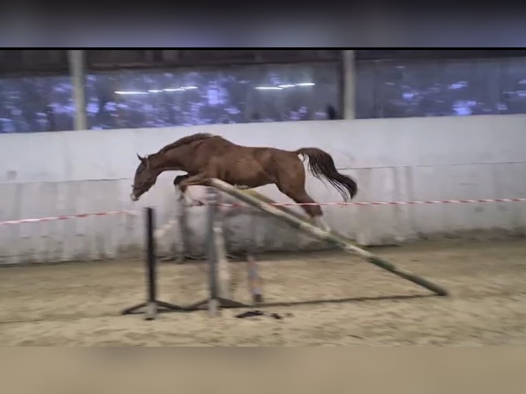 Oldenburgo Caballo castrado 4 años 178 cm Alazán in Hude (Oldenburg)