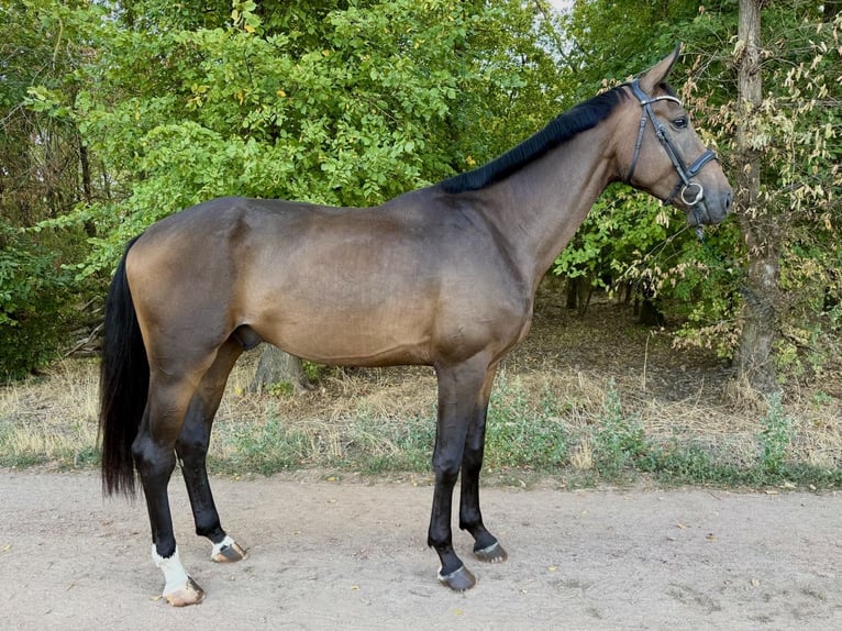 Oldenburgo Caballo castrado 4 años 178 cm Castaño rojizo in Békéscsaba