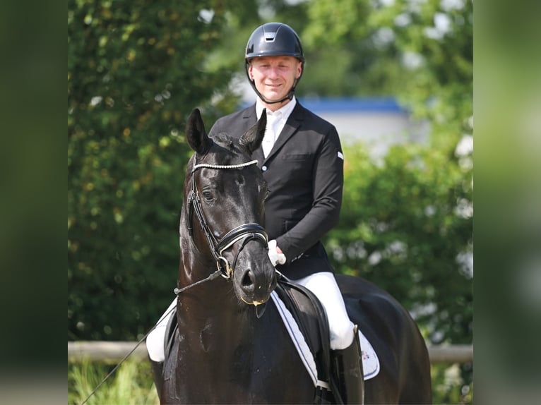 Oldenburgo Caballo castrado 4 años 178 cm Negro in Vechta