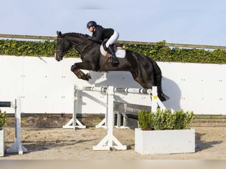 Oldenburgo Caballo castrado 4 años 179 cm Castaño oscuro in Waddinxveen