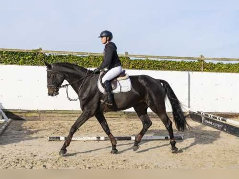 Oldenburgo Caballo castrado 4 años 179 cm Castaño oscuro in Waddinxveen