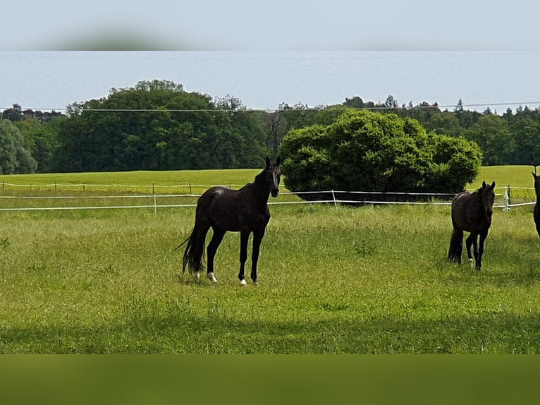 Oldenburgo Caballo castrado 4 años 179 cm Negro in Lohne (Oldenburg)