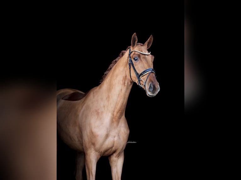 Oldenburgo Caballo castrado 4 años 180 cm Alazán in Lehrberg