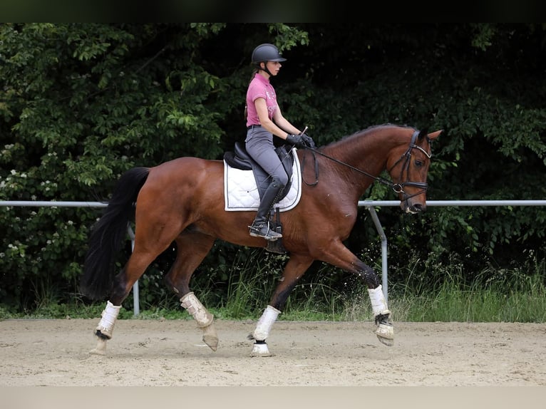 Oldenburgo Caballo castrado 4 años 182 cm Castaño in Altenstadt