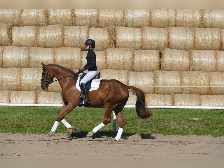 Oldenburgo Caballo castrado 4 años Alazán in Ganschow