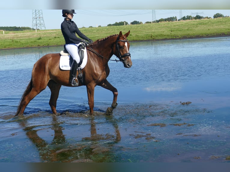 Oldenburgo Caballo castrado 4 años Alazán in Ganschow