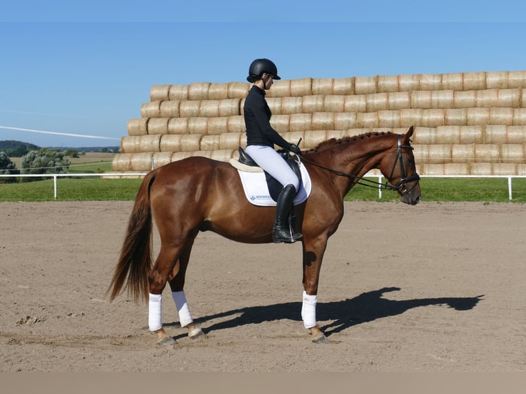 Oldenburgo Caballo castrado 4 años Alazán in Ganschow