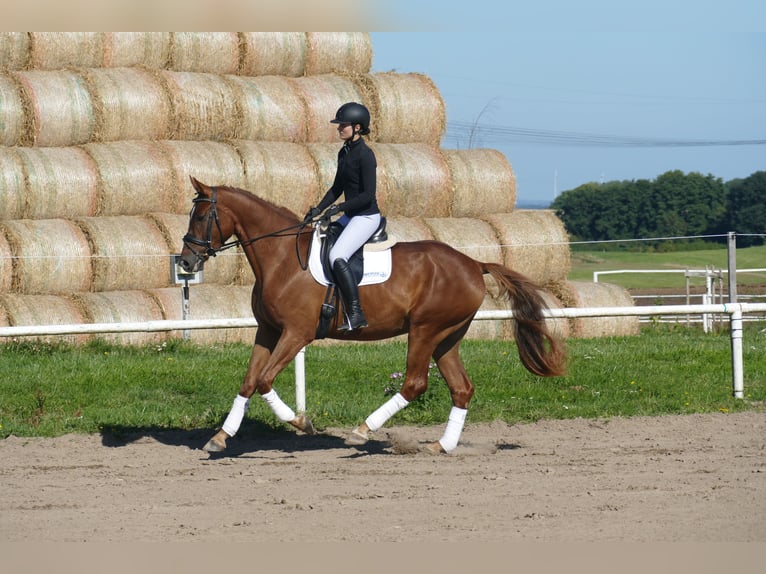 Oldenburgo Caballo castrado 4 años Alazán in Ganschow
