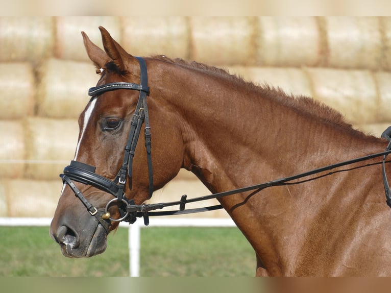 Oldenburgo Caballo castrado 4 años Alazán in Ganschow