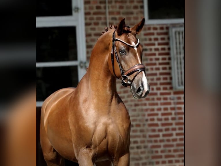 Oldenburgo Caballo castrado 4 años Alazán in Herford
