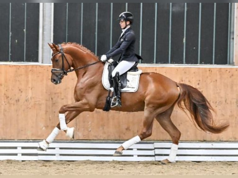 Oldenburgo Caballo castrado 4 años Alazán in Steinfeld (Oldenburg)