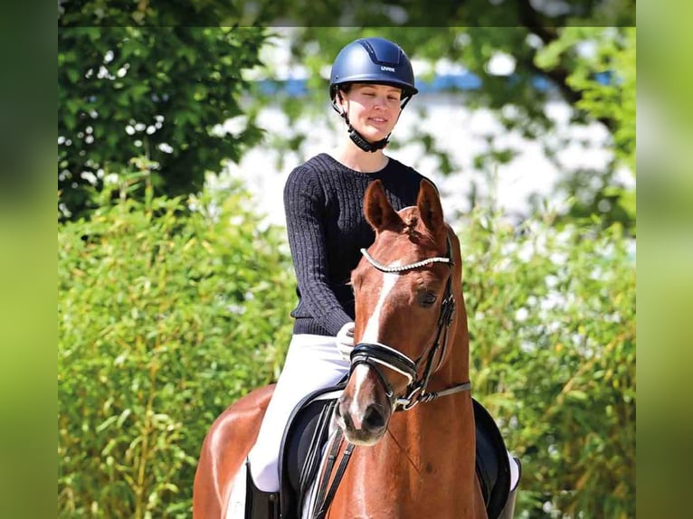 Oldenburgo Caballo castrado 4 años Alazán in Vechta
