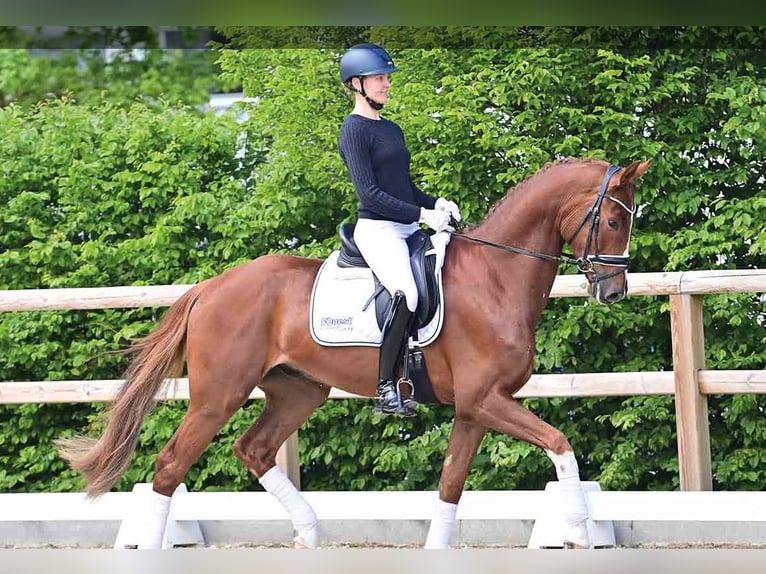 Oldenburgo Caballo castrado 4 años Alazán in Vechta