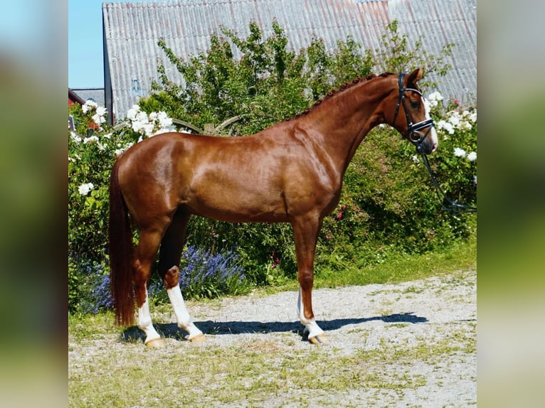 Oldenburgo Caballo castrado 4 años Alazán-tostado in Hohenfelde