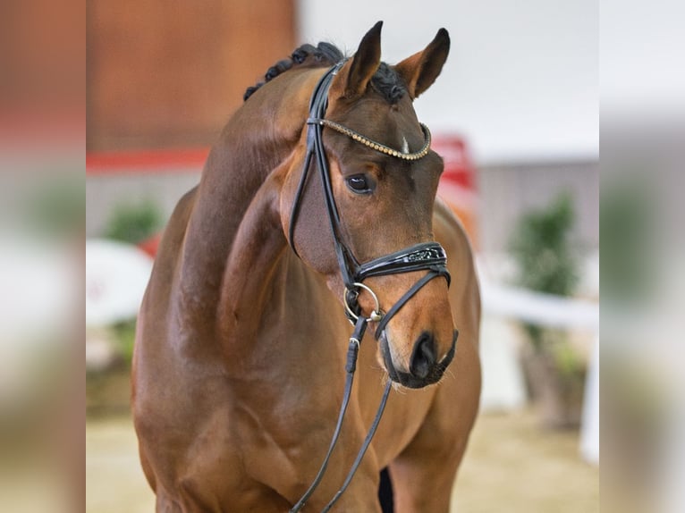 Oldenburgo Caballo castrado 4 años Castaño in Münster-Handorf