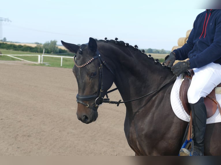 Oldenburgo Caballo castrado 4 años Castaño oscuro in Ganschow