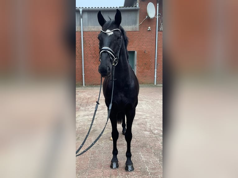 Oldenburgo Caballo castrado 4 años Negro in Winsen