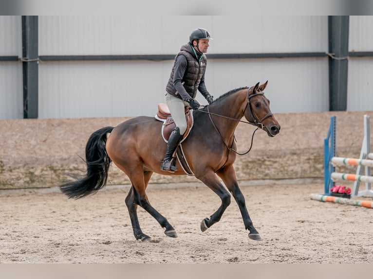 Oldenburgo Caballo castrado 5 años 160 cm in Zduchovice