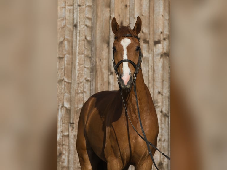 Oldenburgo Caballo castrado 5 años 162 cm Alazán in Fleischwangen