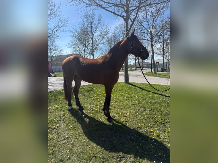 Oldenburgo Mestizo Caballo castrado 5 años 162 cm  in Ebreichsdorf