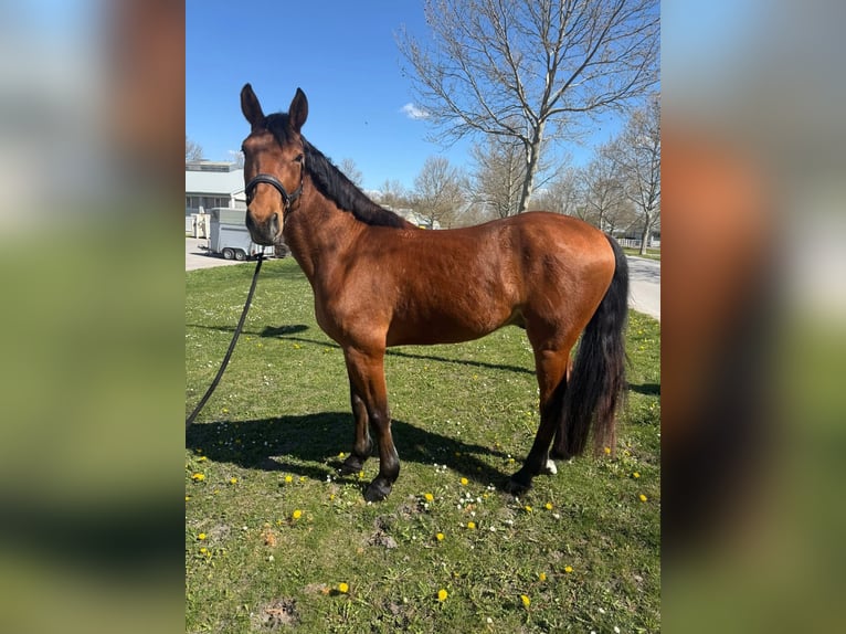 Oldenburgo Mestizo Caballo castrado 5 años 162 cm  in Ebreichsdorf