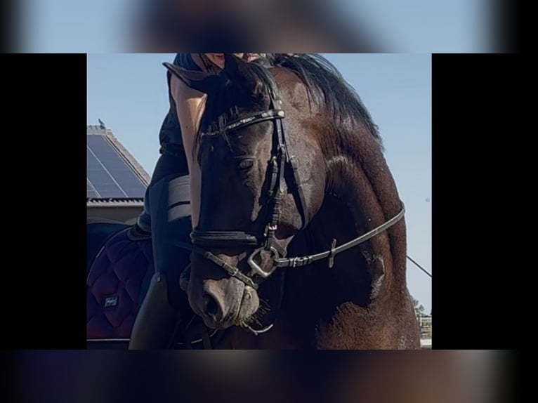 Oldenburgo Caballo castrado 5 años 162 cm Castaño oscuro in Tönisvorst
