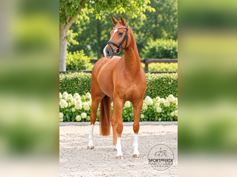 Oldenburgo Caballo castrado 5 años 163 cm Alazán in Löningen