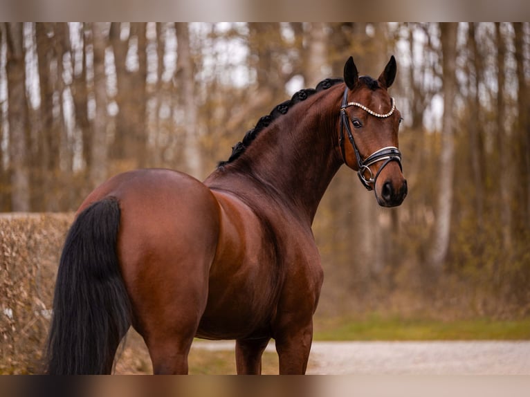 Oldenburgo Caballo castrado 5 años 163 cm Castaño in Wehringen