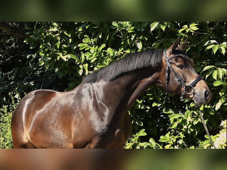 Oldenburgo Caballo castrado 5 años 163 cm Castaño oscuro in London