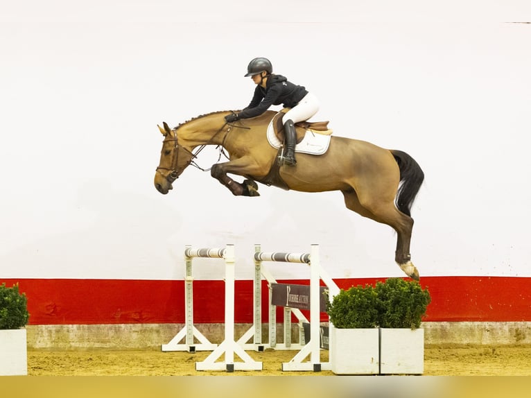 Oldenburgo Caballo castrado 5 años 164 cm  in Waddinxveen