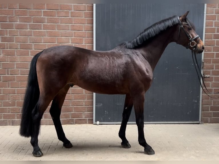 Oldenburgo Caballo castrado 5 años 164 cm Castaño in Viersen