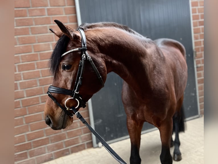 Oldenburgo Caballo castrado 5 años 164 cm Castaño in Viersen