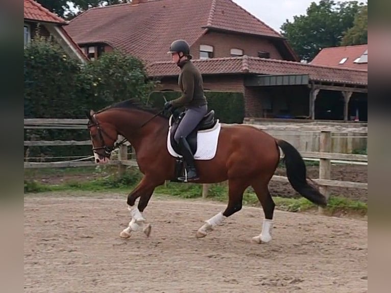Oldenburgo Caballo castrado 5 años 164 cm Castaño in Damme