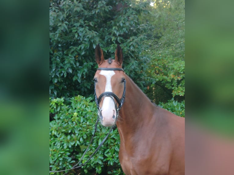 Oldenburgo Caballo castrado 5 años 164 cm Castaño in Damme