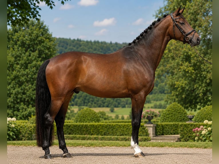 Oldenburgo Caballo castrado 5 años 164 cm Castaño oscuro in Wernau