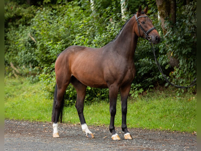 Oldenburgo Caballo castrado 5 años 165 cm Castaño in Siegen