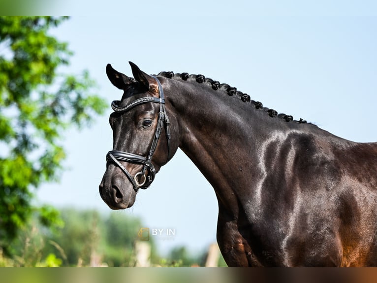 Oldenburgo Caballo castrado 5 años 165 cm Negro in Renesse