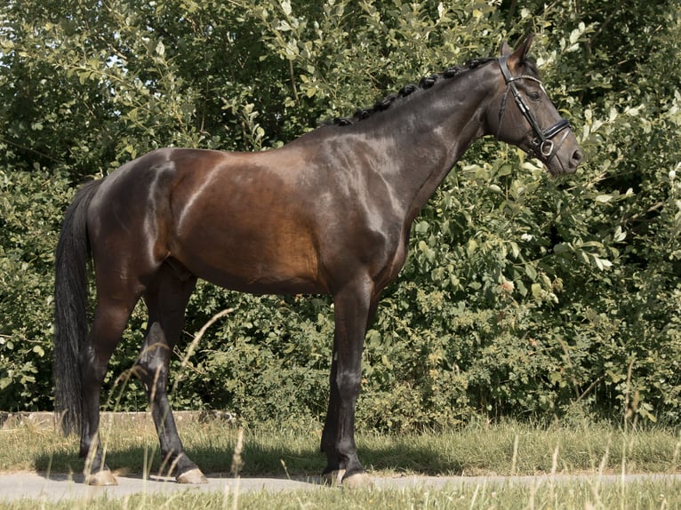 Oldenburgo Caballo castrado 5 años 165 cm Negro in Münzenberg
