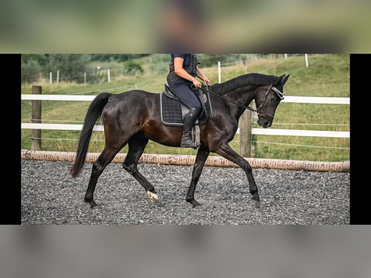 Oldenburgo Caballo castrado 5 años 165 cm Negro in Affoltern am Albis